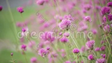 花园中的粉红色花朵模糊自然背景，复古风格的色彩色调，自然绿色模糊背景