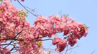 花园中的粉红色花朵模糊自然背景，复古风格的色彩色调，自然绿色模糊背景