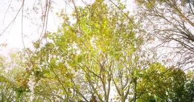 森林树木的轮廓和<strong>绿色</strong>的春天夏天的叶子在白天的天空，太阳耀斑的<strong>光线</strong>在森林中飞过自然