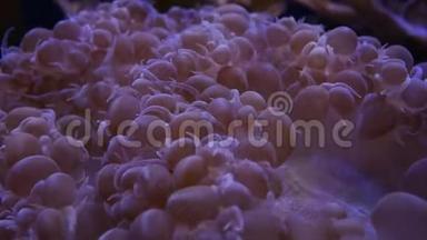 <strong>海底世界</strong>美丽的海洋花，有珊瑚和鱼