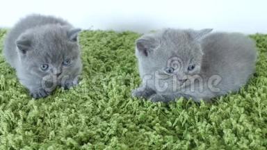 一只<strong>绿地毯</strong>上的英国小猫