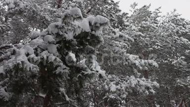 下雪的森林，覆盖着树木和松树的枝条