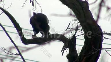 黑乌鸦<strong>坐在树上</strong>，有坚果