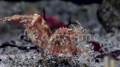 红虾掩映在白海<strong>海底的</strong>玻璃<strong>海底</strong>寻找食物。