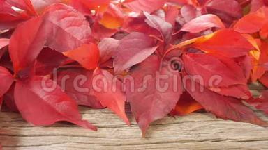 美丽的红色秋叶.
