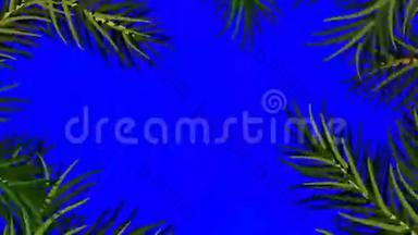 杉树的枝条从屏幕中间移动，露出蓝色的屏幕