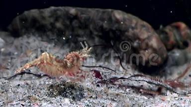 红虾掩映在白海<strong>海底</strong>的玻璃<strong>海底</strong>寻找食物。