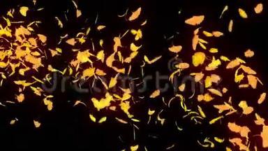 秋天的树叶飘落。 秋天的树叶纸屑。 CG银杏循环动画. 美丽的秋色黑色背景。