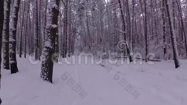 冬松林之路，白雪覆盖