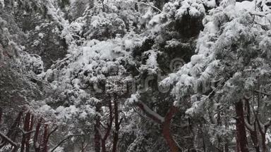 下雪的<strong>森林</strong>，覆盖着树木和松树的枝条