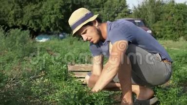 戴帽子的农夫用刀子在有机<strong>生态农场</strong>上收割新鲜的欧芹