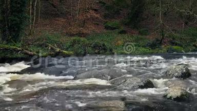 野生森林中的河流