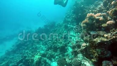 埃及达哈布在红海潜水