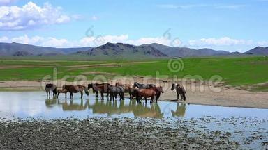 蒙古马在辽阔的草原上，蒙古