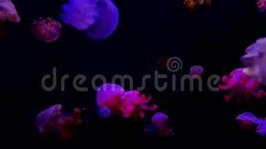 特写水母，<strong>美杜莎</strong>在鱼缸里用霓虹灯.. 水母是一种自由游动的海洋腔肠，带有果冻状的钟或