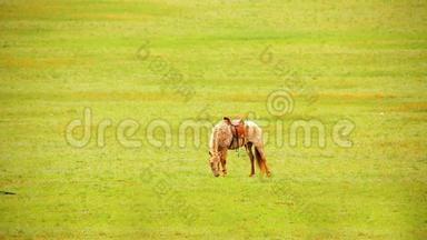 蒙古马在辽阔的草原上，蒙古