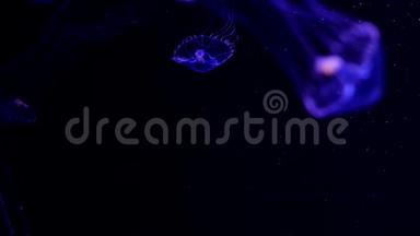 特写水母，美杜莎在鱼缸里用霓虹灯.. 水母是一种自由<strong>游动</strong>的海洋腔肠，带有果冻状的钟或