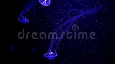 特写水母，美杜莎在鱼缸里用霓虹灯.. 水母是一种自由游动的海洋腔肠，带有果冻状的钟或