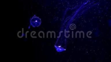 特写水母，<strong>美杜莎</strong>在鱼缸里用霓虹灯.. 水母是一种自由游动的海洋腔肠，带有果冻状的钟或
