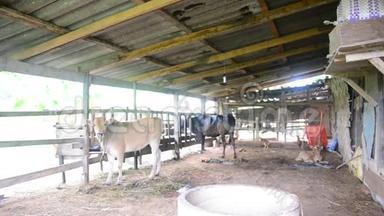 泰国南部法塔隆省的农业奶牛场。