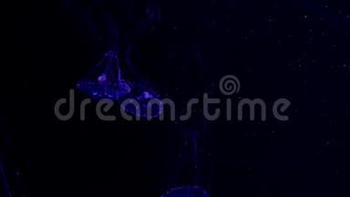 特写水母，美杜莎在鱼缸里用霓虹灯.. 水母是一种自由游动的海洋腔肠，带有果冻状的钟或
