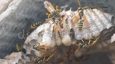 黄蜂虫屋脊下害虫.. 黄蜂窝。 野生黄蜂慢速生活方式运动视频。 过敏咬人