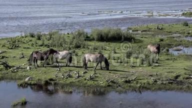 野马在拉脱维亚湖上的草地上吃草