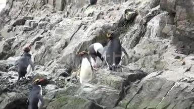 帝国企鹅在南极洲福克兰群岛的岩石海洋海岸跳跃。
