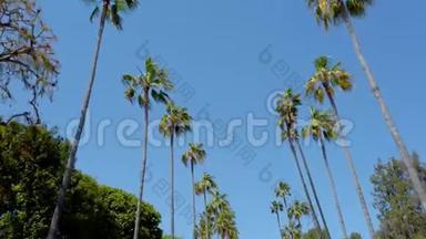 比佛利山棕榈树-旅行摄影