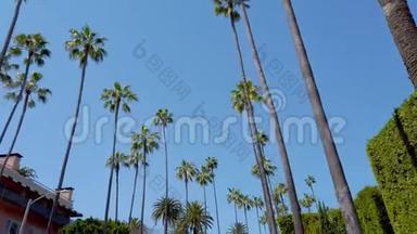 比佛利山棕榈树-旅行摄影