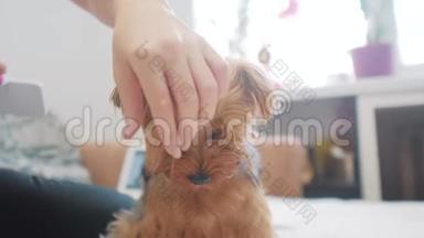 女人在刷牙。 狗搞笑视频。 女孩梳着一个毛茸茸的狗宠物护理。女人用梳子刷生活方式