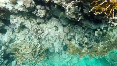 潜入珊瑚礁