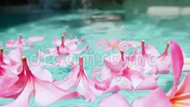 热带花卉frangipani梅花，莱拉瓦德漂浮在水中。 水疗池。 平静与安宁。