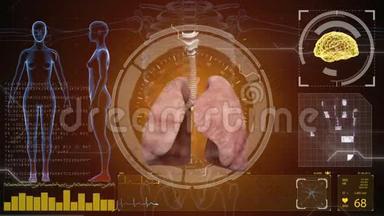 人体解剖学。 人的肺。 哈德背景。 医学概念解剖未来