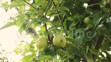 树枝上的绿苹果。 美丽的苹果成熟在树上。 农业企业。 有机水果。 树上的苹果