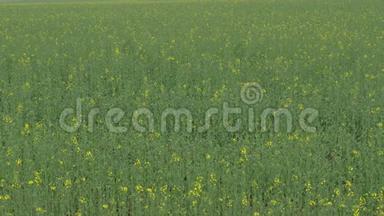美丽的绿色田野，开着黄色的花。 农业