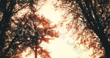 <strong>森</strong>林树木在天空日落时剪影，在<strong>自然</strong>背景下，太阳耀斑光线在<strong>森林中</strong>飞舞，概念