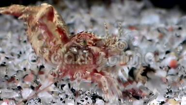 红虾掩映在白海<strong>海底的</strong>玻璃<strong>海底</strong>寻找食物。
