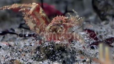 红虾掩映在白海海底的玻璃海底寻找食物。