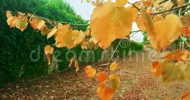 白天的森林树木和五颜六色的黄色秋叶，在大自然的背景下，阳光从森林中飞过，