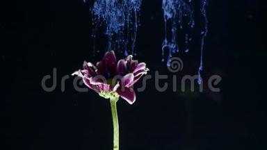 一朵花在水中的墨水。 五颜六色的墨水美丽地落在浸入水中的花朵上