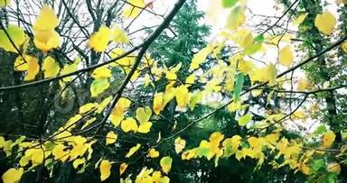 白天的<strong>森</strong>林树木和五颜六色的黄色秋叶，在大<strong>自然</strong>的背景下，阳光从<strong>森林中</strong>飞过，