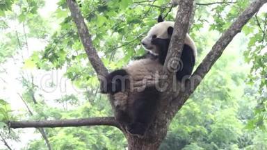 熊猫宝宝在中国的时候