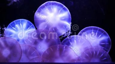 特写水母，美杜莎在鱼缸与霓虹灯。