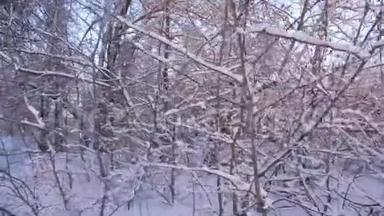 美丽的圣诞冬林，白雪皑皑。 美丽的冬季景观。 在公园里，<strong>冬天</strong>的<strong>霜冻</strong>，树木和