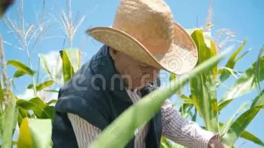 玉米地里的农夫撕裂玉米。 一个戴草帽的老人走在玉米地里，检查未来的收成