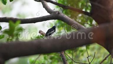 野鸟东方喜鹊，自然界的野生动物