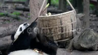 熊猫宝宝在中国的时候