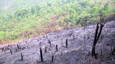 砍伐森林，森林火<strong>灾后</strong>，自然灾害.