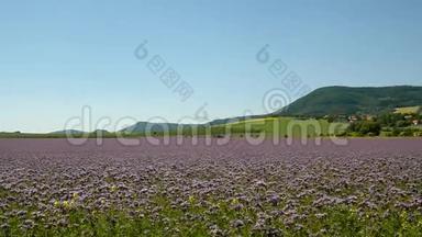 在炎热的夏天，<strong>紫色</strong>的坦西田野在农村。 盛开的绿蓝<strong>紫色花朵</strong>